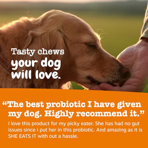 Zesty Paws Probiotics for Dogs - Gut Health Soft Chews, Pumpkin, 90 Ct | Probiotics for Dogs Soft Chews for Gut Health & Digestive Support