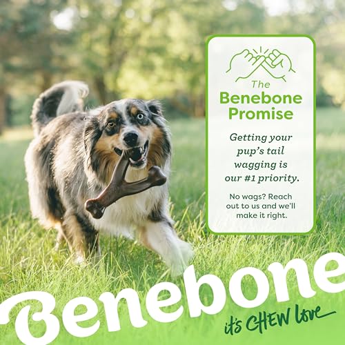 Benebone Wishbone Dog Chew Toy for Aggressive Chewers, Real Bacon, Medium | Durable, Super Chewer, Made in USA, Dog Bones, Long-Lasting, A Size for Every Dog, Keeps Them Busy