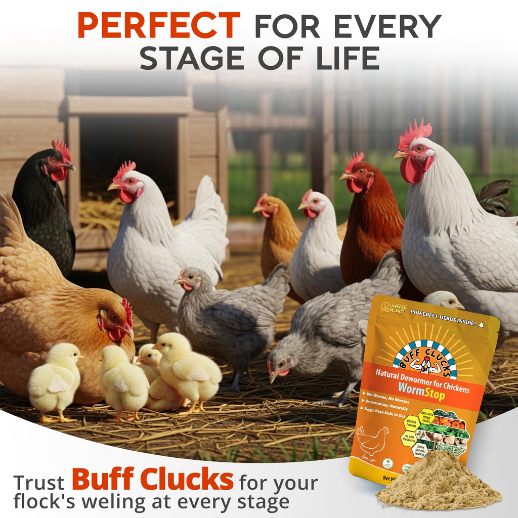 Buff Clucks WormStop Natural Chicken Dewormer Powder – All-Natural Herbal Blend for Daily Wellness - Chicken Wormer is Safe for Eggs & All Ages - Garlic, Pumpkin Seed, Wormwood - USA (8 oz)
