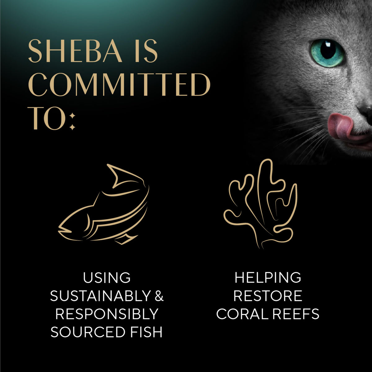 Sheba Perfect Portions Kitten Pate Wet Cat Food, Multipack, 2.6 oz, 24 ct | Chicken, Turkey, & Salmon, DHA for brain development, Vitamin E for immunity, real meat, essential amino acids, 48 servings