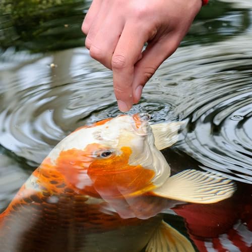 Tetra Pond Sticks Fish Food For Goldfish & Koi, 1.72 lbs | Healthy Daily Diet For All Pond Fish, Easy To Digest Floating Sticks Promote Clearer Water, Feed When Water Is +50 Degrees