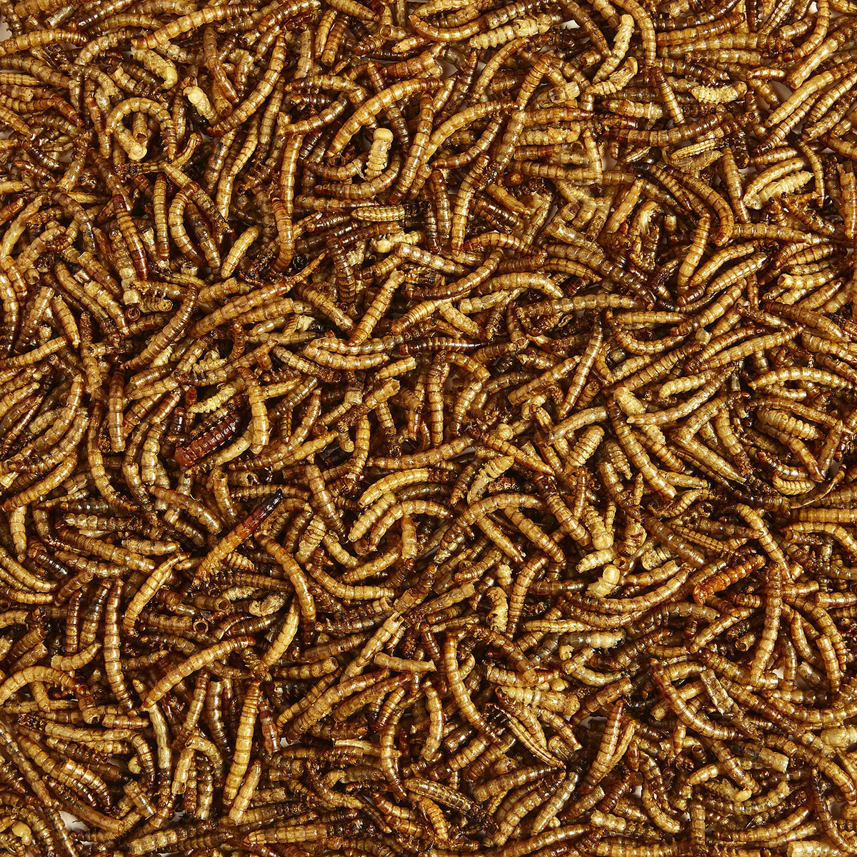 Kaytee Wild Bird Food Mealworms For Bluebirds, Wrens, Robins, Chickadees, Woodpeckers, Cardinals & Chickens, 17.6 Ounce